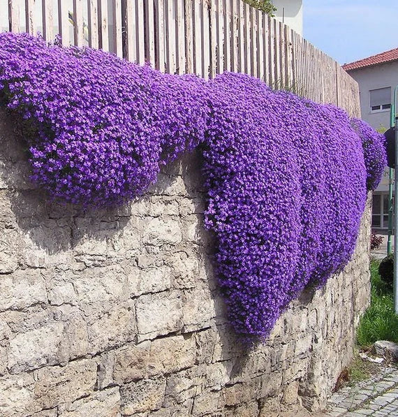 Aubrieta Violet Flower seeds for Planting - Shade Tolerant, Heirloom & GMO Free Seeds for Home Garden