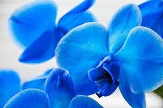 Orchidee Flower seeds for Planting - Cut Flower Favorite, Heirloom & GMO Free Seeds for Home Garden