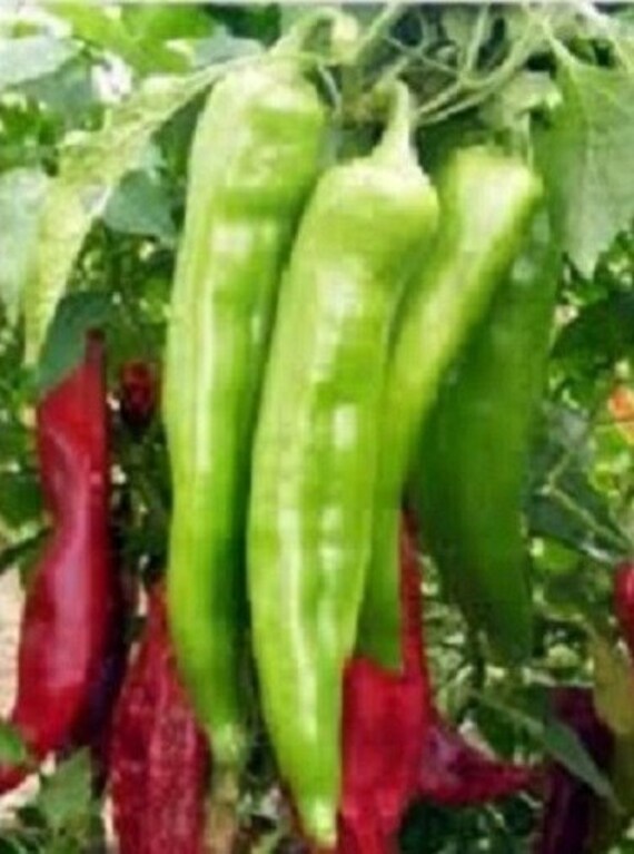 Giant Red Hot Chili Pepper Seeds for Spicy, Bold Flavors
