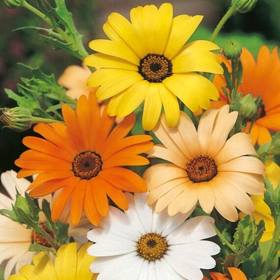 African Daisy Osteospermum spp Mixed Flower Seeds for Planting in Flower Bed