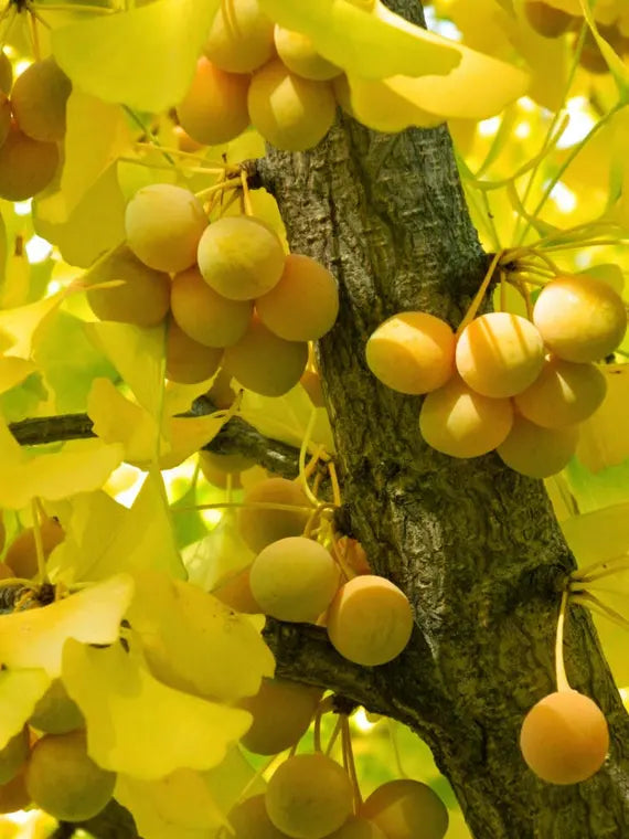 Yellow Maidenhair Tree Seeds Planting Tips