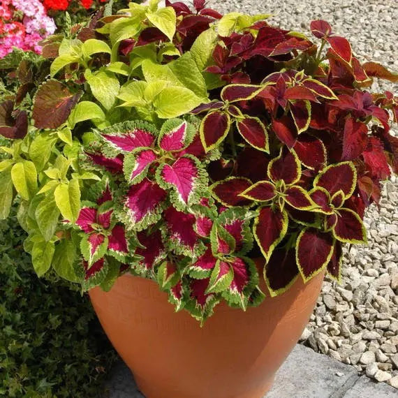 Mix Coleus Canina Flower seeds for Planting - Cottage Garden Essential, Heirloom & GMO Free Seeds for Home Garden