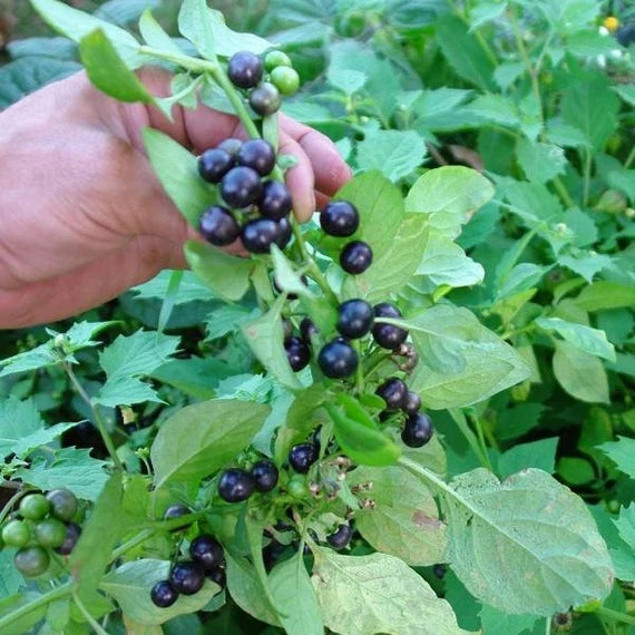 Huckleberry Planting Seeds for Growing Fruit  Sweet and Tangy Berries at Home