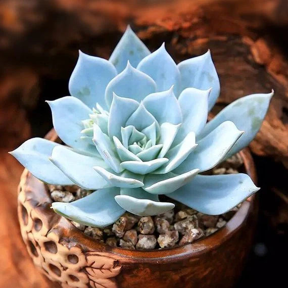 Sky Blue Succulent Flower seeds for Planting - Drought Tolerant, Heirloom & GMO Free Seeds for Home Garden