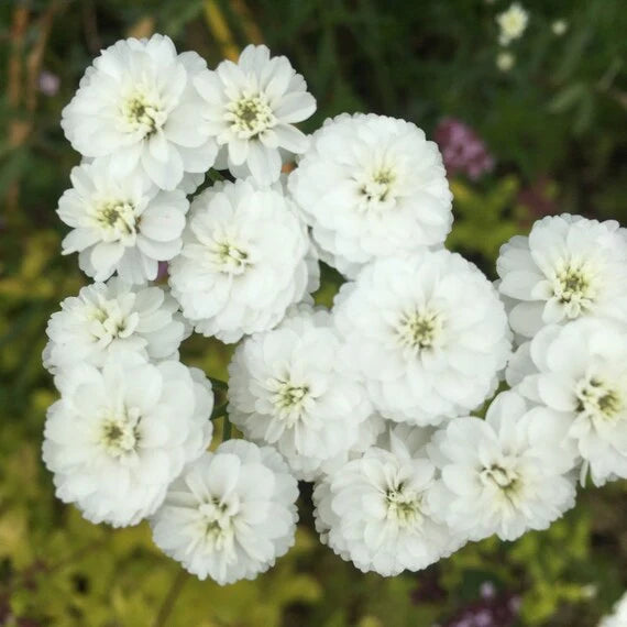 White Pellitory Flower seeds for Planting - Premium Quality, Heirloom & GMO Free Seeds for Home Garden