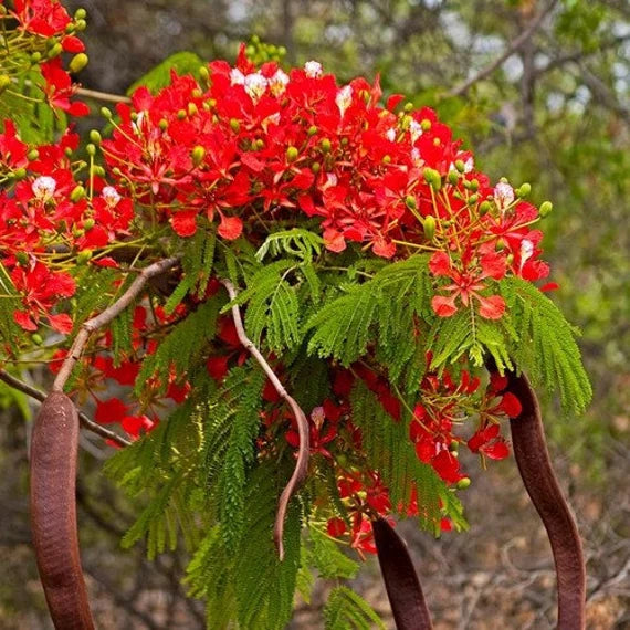 Red Flamboyant Tree Seeds Planting