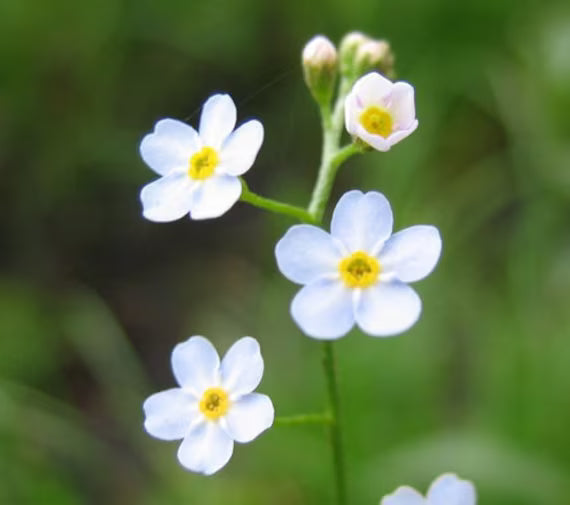 White Myosotis Flower seeds for Planting - Long Bloom Season, Heirloom & GMO Free Seeds for Home Garden