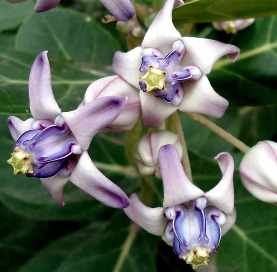 Gigantea Flower seeds for Planting - Low Maintenance, Heirloom & GMO Free Seeds for Home Garden