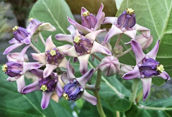Gigantea Flower seeds for Planting - Low Maintenance, Heirloom & GMO Free Seeds for Home Garden