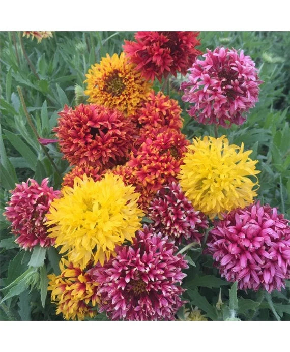 Mixed Gaillardia Flower seeds for Planting - Low Maintenance, Heirloom & GMO Free Seeds for Home Garden