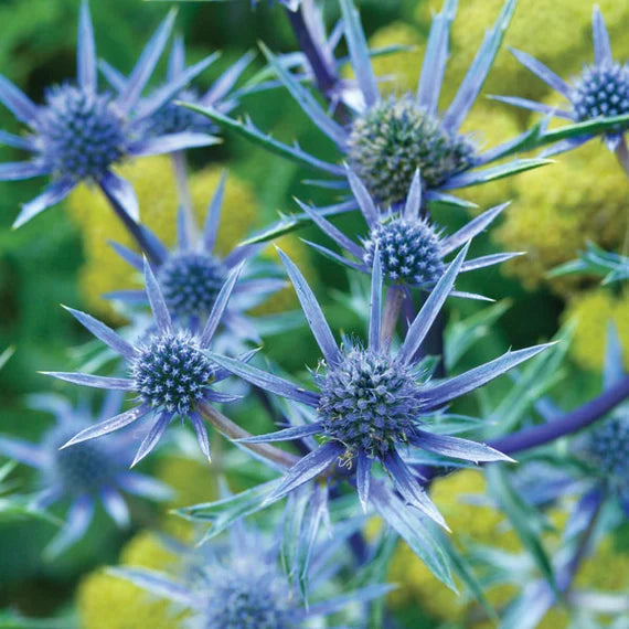Eryngium Planum Flower seeds for Planting - Perfect for Borders, Heirloom & GMO Free Seeds for Home Garden