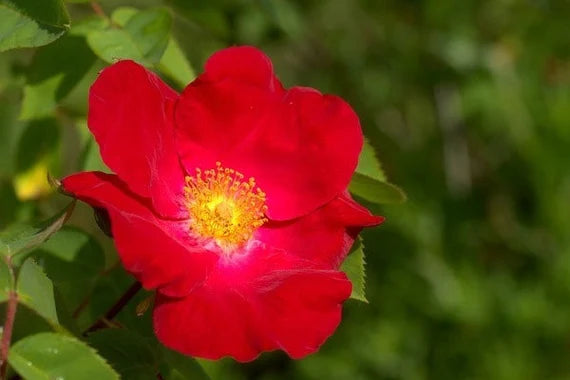 Rugosa Rose Red Flower Seeds for Planting  Vibrant Blooms for Your Garden - Evergrowseeds