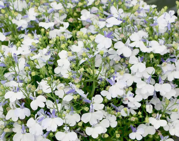 Lobelia Pendula White Lady Cascade Flower seeds for Planting - Long Bloom Season, Heirloom & GMO Free Seeds for Home Garden