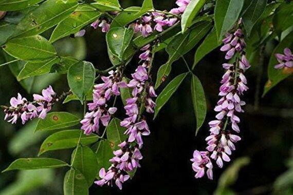 Millettia Grandis - Umzimbeet - Flower Rare Seeds