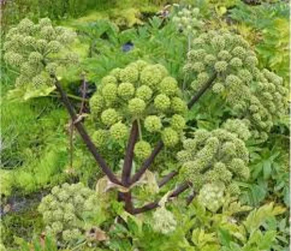 Angelica Seeds for Garden Planting