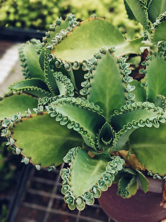 Kalanchoe Daigremontiana Seeds For Planting | Easy-Care Succulent