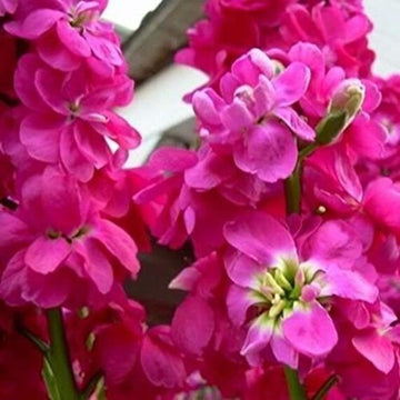 Pink Matthiola Flower seeds for Planting - Premium Quality, Heirloom & GMO Free Seeds for Home Garden
