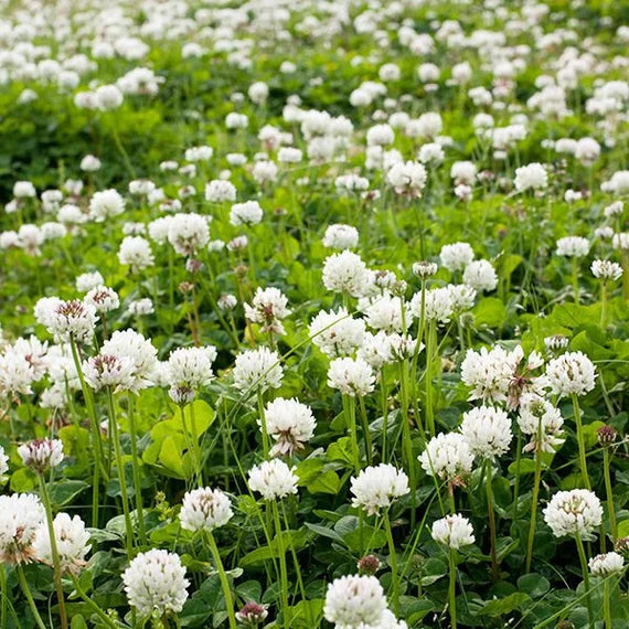 Clover Flower seeds for Planting - Cut Flower Favorite, Heirloom & GMO Free Seeds for Home Garden