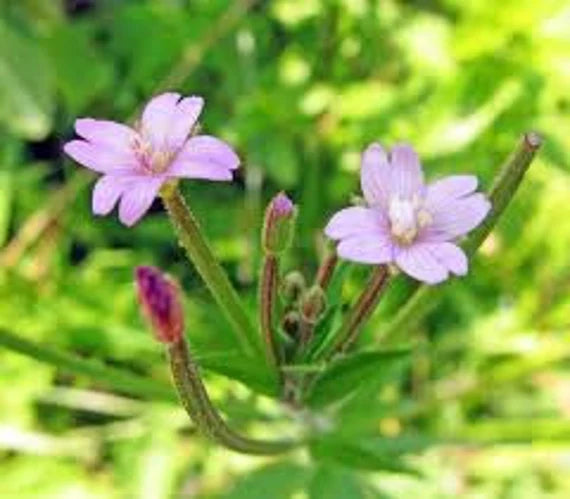 Epilobium Flower seeds for Planting - Bright Blooms, Heirloom & GMO Free Seeds for Home Garden