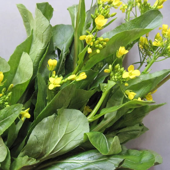 Chinese Mustard Seeds for Planting