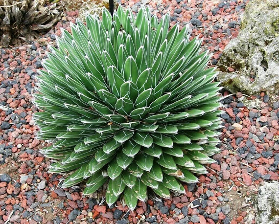 Green Agave Victoriae Seeds for Planting