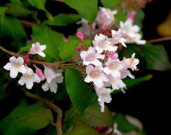 Pink Kolkwitzia Flower seeds for Planting - Drought Tolerant, Heirloom & GMO Free Seeds for Home Garden