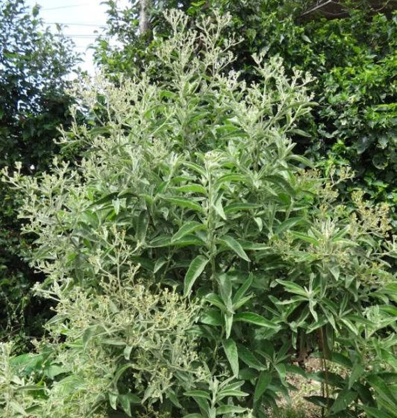 Blumea Flower seeds for Planting - Seasonal Bloomer, Heirloom & GMO Free Seeds for Home Garden