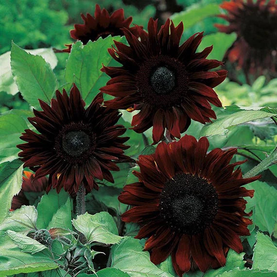 Black Giant Sunflower Seeds for Garden Planting