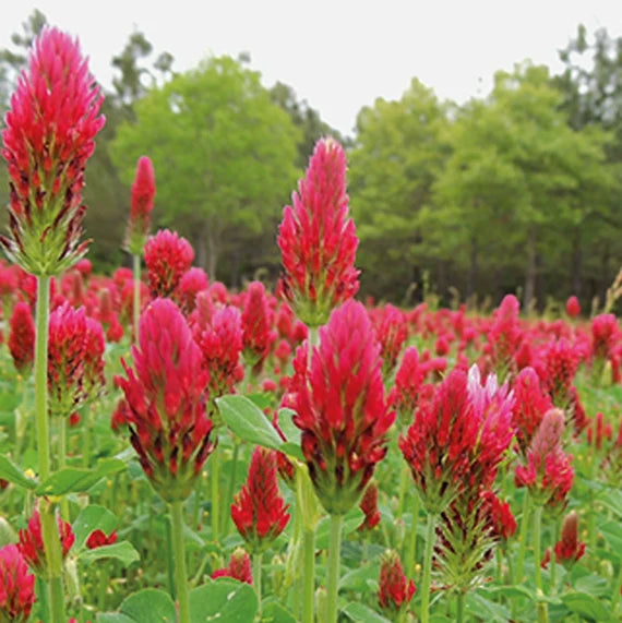 Red Crimson Flower seeds for Planting - Vibrant Colors, Heirloom & GMO Free Seeds for Home Garden