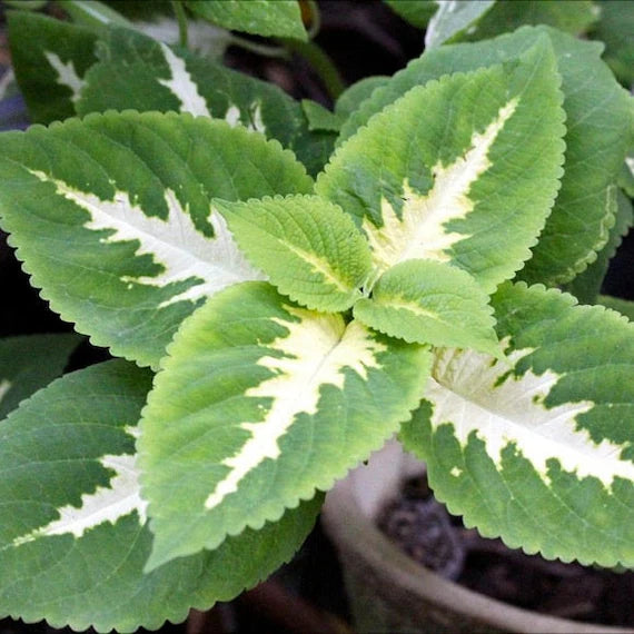 Green White Coleus Flower seeds for Planting - Bright Blooms, Heirloom & GMO Free Seeds for Home Garden
