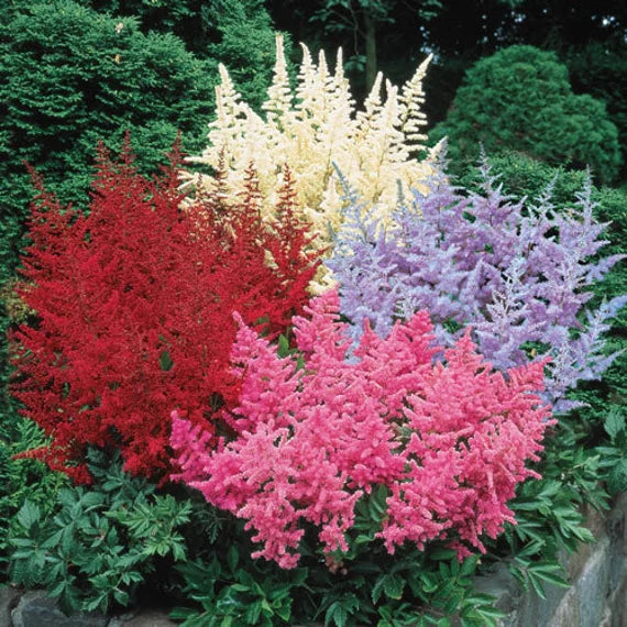 Astilbe Flower seeds for Planting Sun Loving Heirloom & GMO Free Seeds for Home Garden