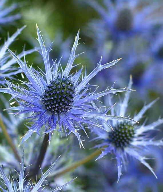 Eryngium Alpinum Flower seeds for Planting - Colorful Display, Heirloom & GMO Free Seeds for Home Garden