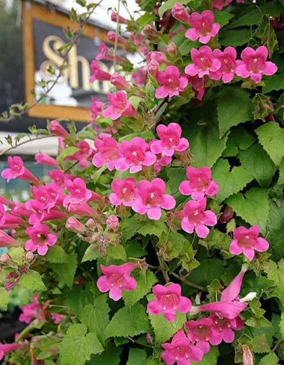 Pink Asarina Flower seeds for Planting - Bright Blooms, Heirloom & GMO Free Seeds for Home Garden