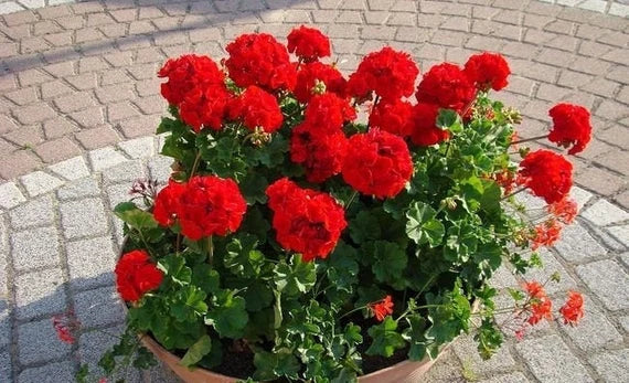 Geraniums Red Flower seeds for Planting - Long Bloom Season, Heirloom & GMO Free Seeds for Home Garden