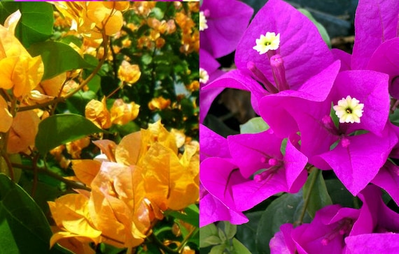 Bougainvillea Yellow Purple Flower seeds for Planting - Compact Growth, Heirloom & GMO Free Seeds for Home Garden