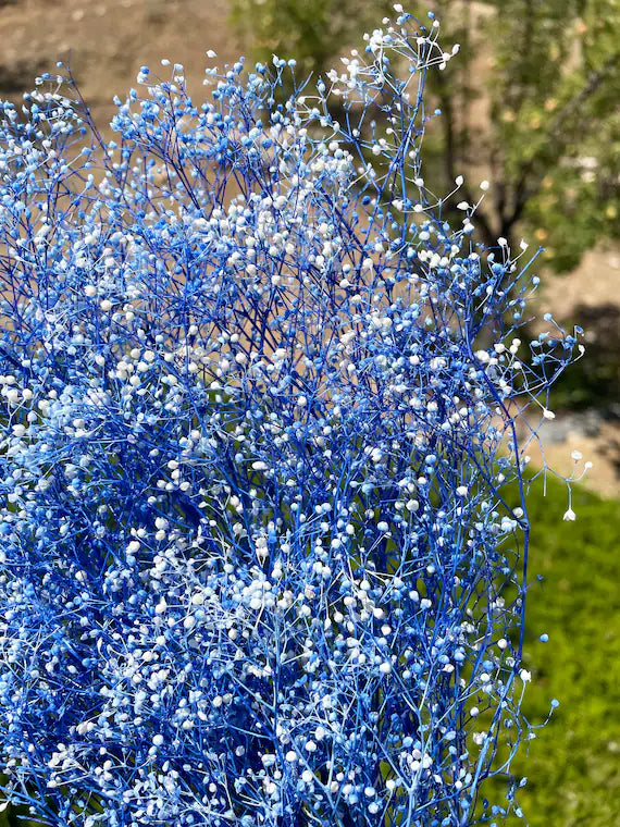 Blue Gypsophila Flower seeds for Planting - Hardy Variety, Heirloom & GMO Free Seeds for Home Garden