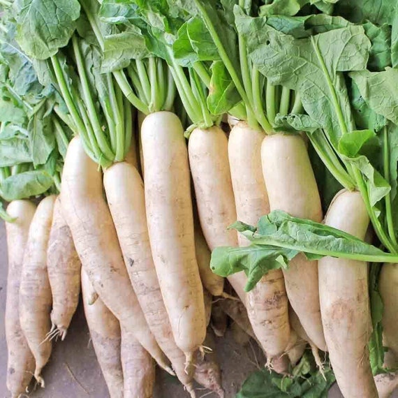 Japanese Minowase Radish Seeds for Sweet, Mild Radishes