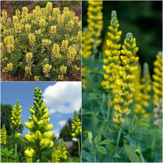 Carolina Lupine Lupinus spp Flower Seeds for Planting in Flower Bed