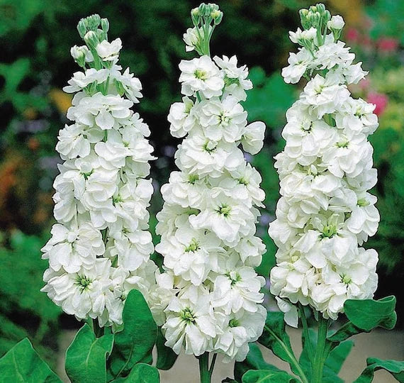 White Evening Stock Flower Planting for Lush Blooms in Your Garden  Seeds for Stunning Nighttime Fragrance