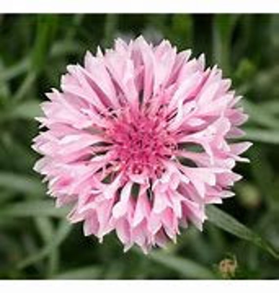 Pink Centaurea Cyanus Seed for Plantings for Planting for Colorful Cornflowers Heirloom Non-GMO Seeds