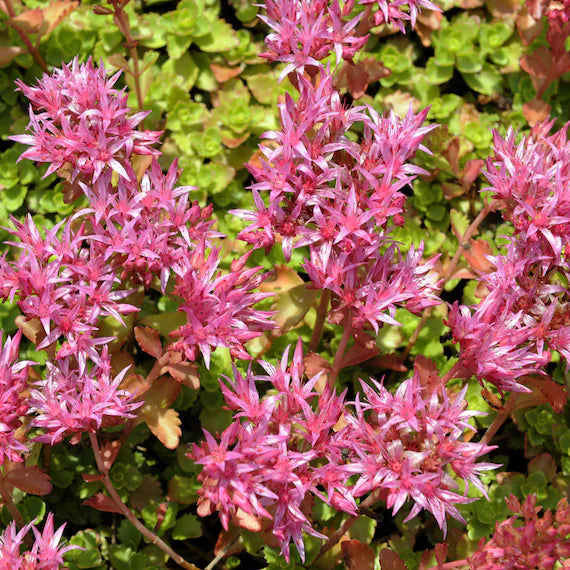 Purple Spurium Coccineum Flower seeds for Planting - Vibrant Colors, Heirloom & GMO Free Seeds for Home Garden