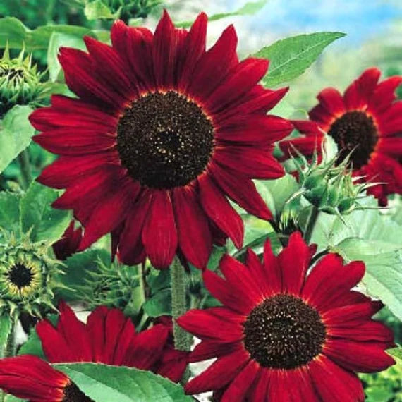 Maroon SunFlower seeds for Planting - Colorful Display, Heirloom & GMO Free Seeds for Home Garden