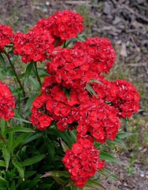 Red William Flower seeds for Planting - Compact Growth, Heirloom & GMO Free Seeds for Home Garden