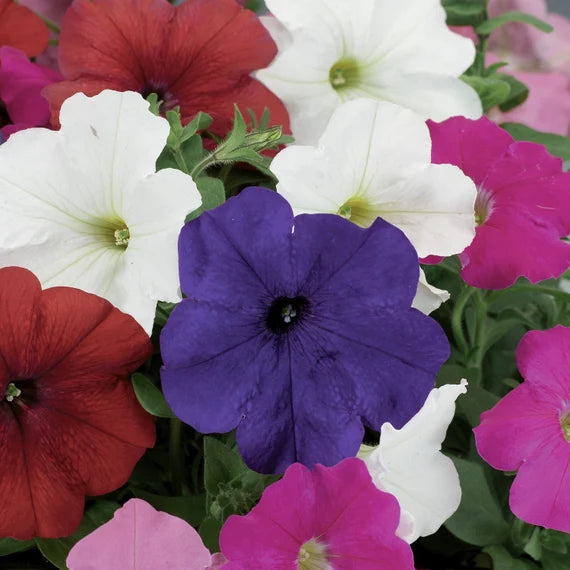 Mixed Pelleted Petunia Seeds for Planting Heirloom Non-GMO Seeds
