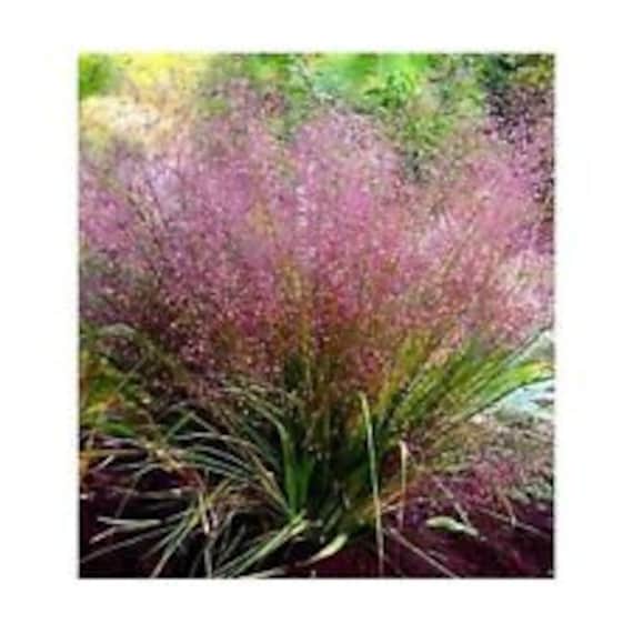 Eragrostis Viola Grass Seeds for Soft and Elegant Grass Plants