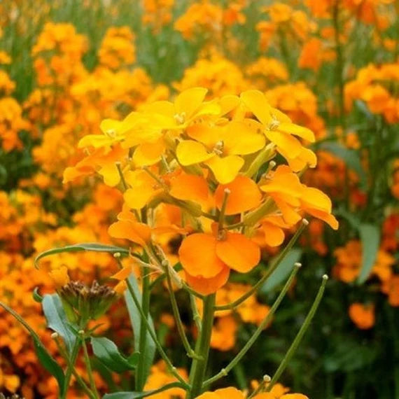 Yellow Wallflower Flower seeds for Planting - Premium Quality, Heirloom & GMO Free Seeds for Home Garden