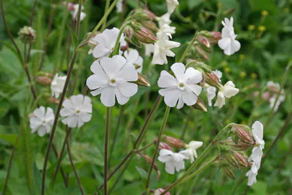 Campion Flower seeds for Planting - Wildflower Mix, Heirloom & GMO Free Seeds for Home Garden