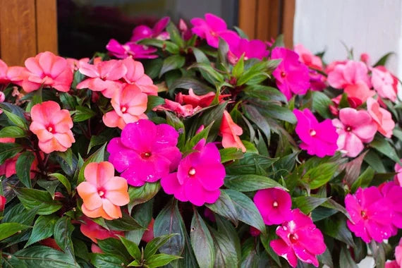 Lizzie Flower seeds for Planting - Wildflower Mix, Heirloom & GMO Free Seeds for Home Garden