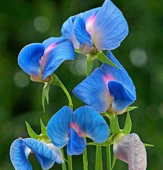 Light Blue Sweet Pea Flower seeds for Planting Compact Growth Heirloom & GMO Free Seeds for Home Garden