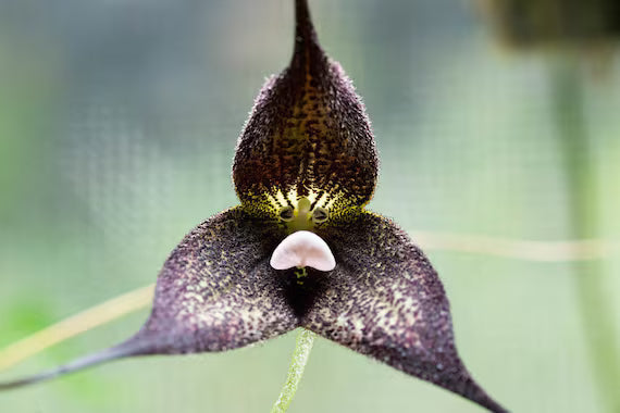 Black Monkey Face Orchid Flower Seeds – Pollinator Friendly, Heirloom & GMO Free Seeds for Home Garden
